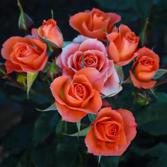 Троянда бордюрна 'Alegria' - 3