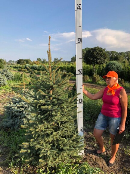 Ялина сербська - 5