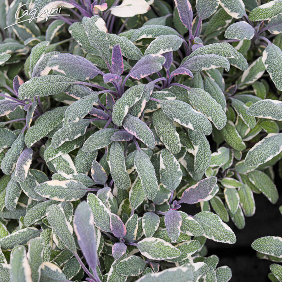 Шавлія лікарська 'Tricolor' - 3 Шавлія лікарська 'Tricolor' - 3