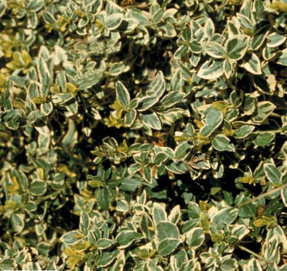 Бересклет форчуна 'Vegetus' - 1