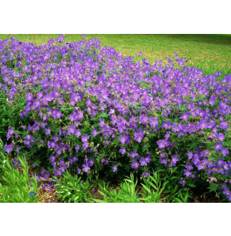 Герань гімалайська