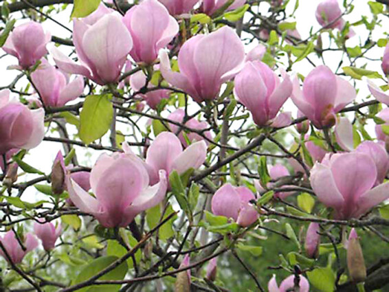 Магнолия Суланжа 'Lennei' - 1