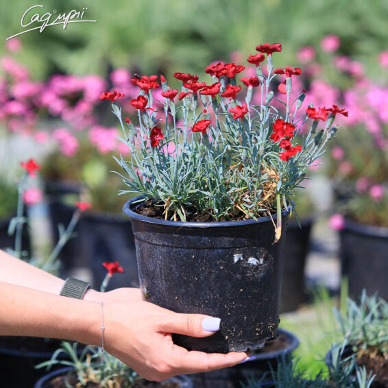 Гвоздика сірувато-блакитна 'Rubin' - 2 Гвоздика сірувато-блакитна 'Rubin' - 2