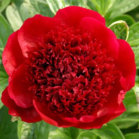 Півонія трав'яниста 'Red' - 3