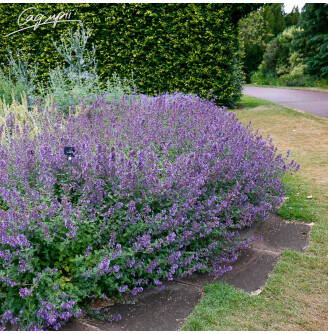 Котовник Фассена 'Six Hills Giant'