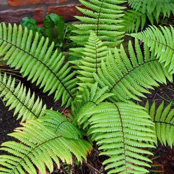 Щитовник (папоротник) валлеха - 1