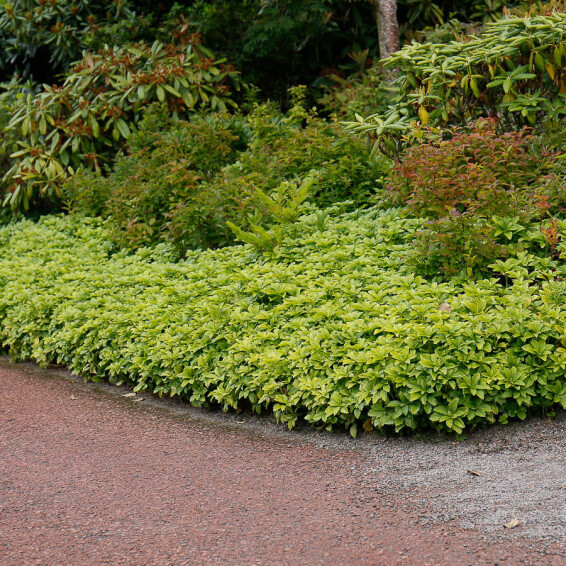 Пахізандра верхівкова - 6 Пахізандра верхівкова - 6