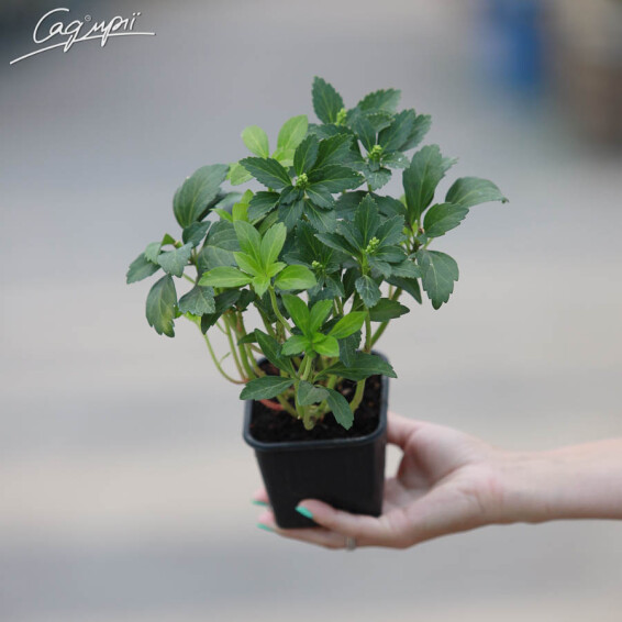 Пахизандра верхушечная #1, p9 - - 2