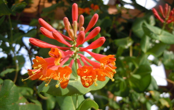 В'юнкі рослини від Саду Вашої мрії