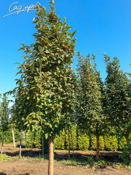 Горобина тюрингська 'Fastigiata' - 4 Горобина тюрингська 'Fastigiata' - 4