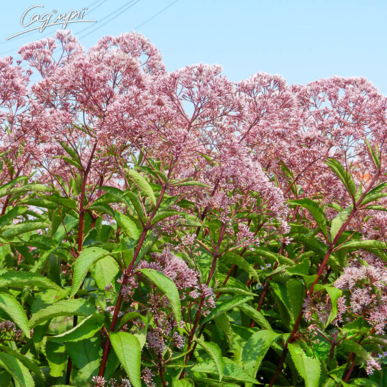 Посконник пятнистый 'Riesenschirm' - 7 Посконник пятнистый 'Riesenschirm' - 7