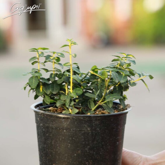 Бересклет форчуна 'Sunspot' #2, C3 20-30 - 1 Бересклет форчуна 'Sunspot' #2, C3 20-30 - 1