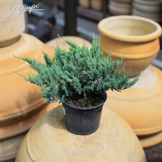 Можжевельник горизонтальный 'Blue Chip' #2, C3 - - - - 6