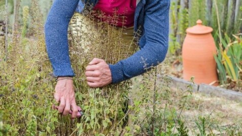 ОСЕННЯЯ ОБРЕЗКА МНОГОЛЕТНИКОВ: основные правила и советы