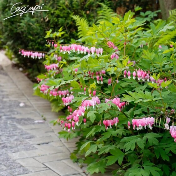 Дицентра великолепная - 2 Дицентра великолепная - 2