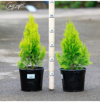 Туя восточная 'Elegantissima'