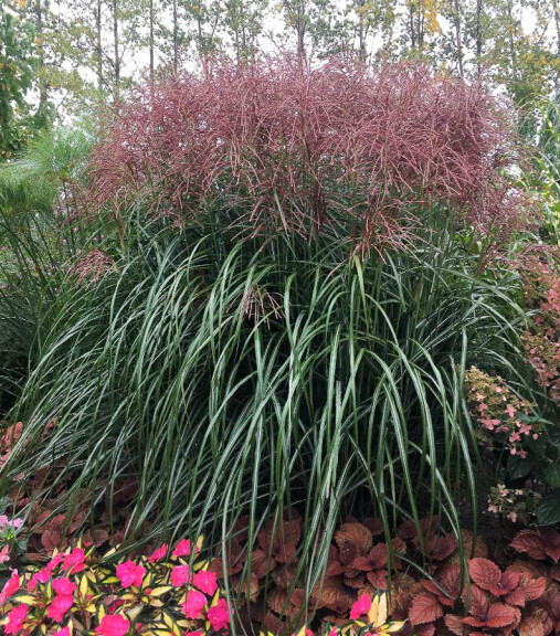 Міскантус китайський 'Malepartus', C3 - - 1