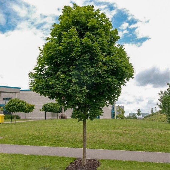 Клен остролистный 'Deborah' - 7