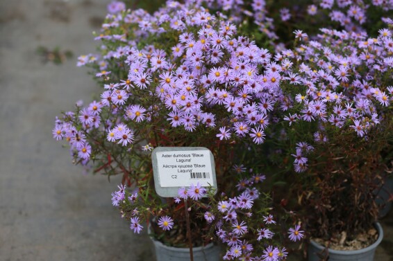 Айстра кущова 'Blaue Laguna' #1, С2 - - 1