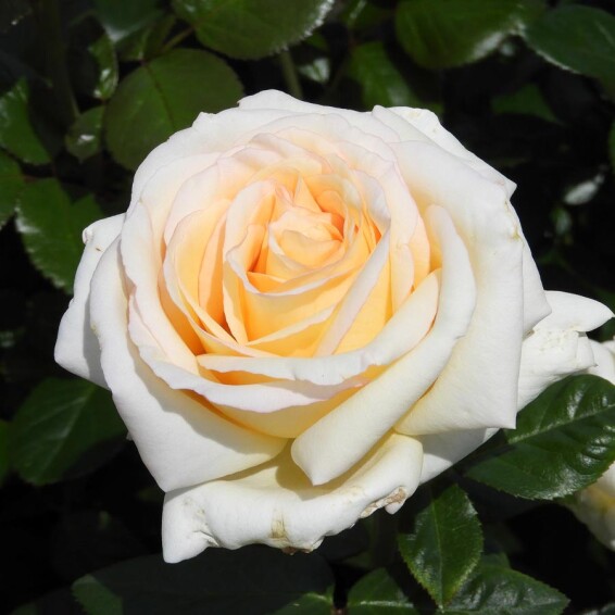 Троянда чайно-гибридна 'Advance' - 1