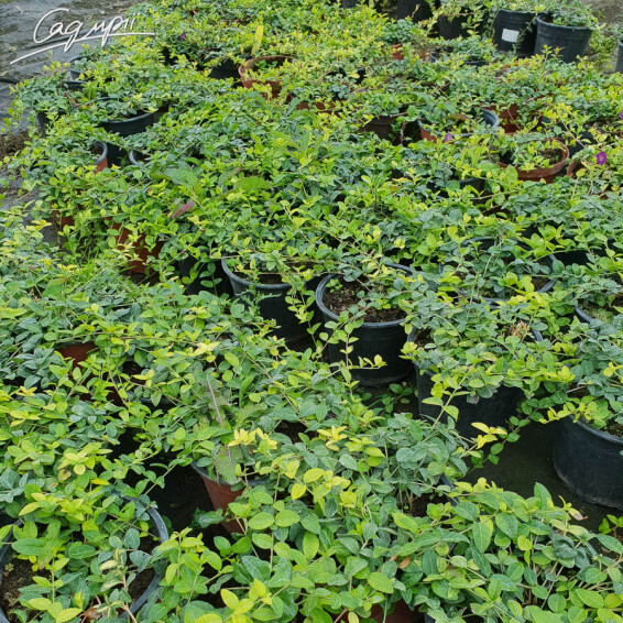 Барвінок малий #1, p9 - - 1