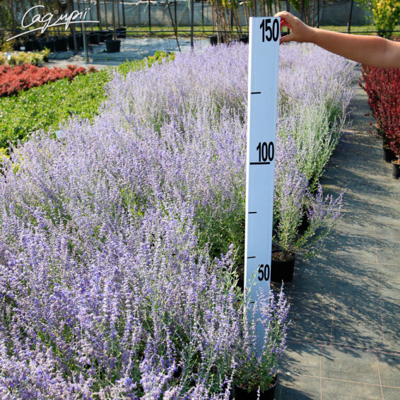 Перовскія лебедолистна 'Little Spire' - 3