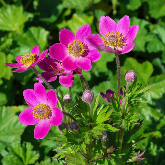 Анемона гибридная 'Spring Beauty Pink®' - 4