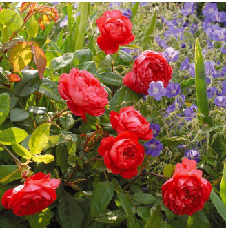 Роза английская 'Benjamin Britten'