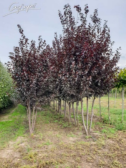 Слива розчепірена 'Nigra' - 12