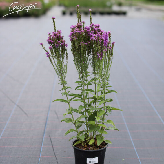 Вероника гибридная 'Plumosa Amethyst Plume'® - 1