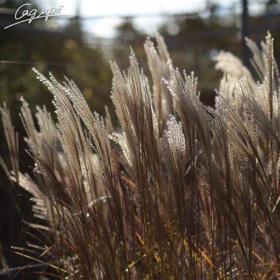 Міскантус 'Kleine Silberspinne' - 5