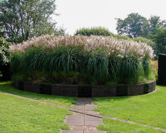 Мискантус китайский 'Silberfeder', C3 - - 6 Мискантус китайский 'Silberfeder', C3 - - 6