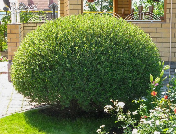 Верба пурпурна 'Nana' - 7