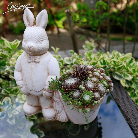 Молодило 'Spider 003' - 1