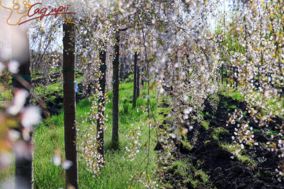 Вишня субхиртела 'Pendula' - 14