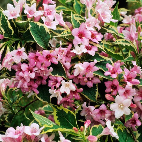 Вейгела 'Nana Variegata', C7 80-100 - 5