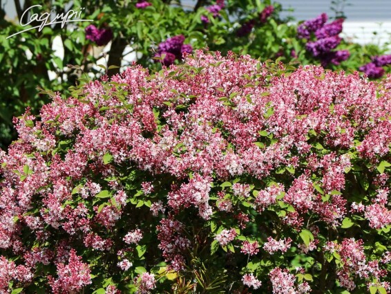 Бузок дрібнолистий 'Josee' - 2