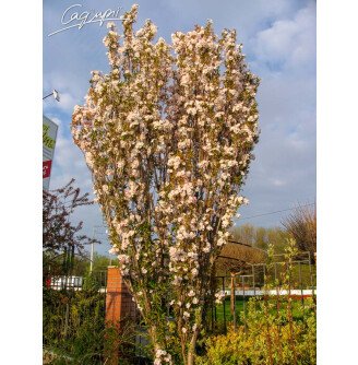 Сакура дрібнозубчаста 'Amanogawa'