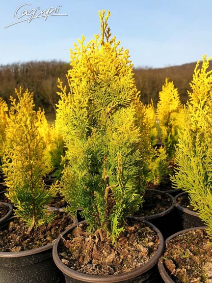 Туя восточная 'Pyramidalis Aurea' - 3