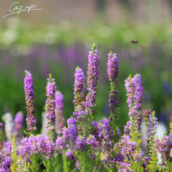 Вероника гибридная 'Plumosa Amethyst Plume'® - 4