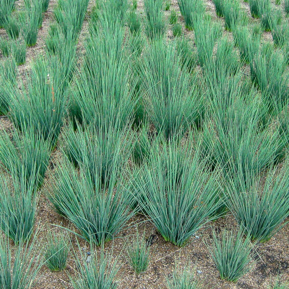 Ситник, C3,C2 - - 4