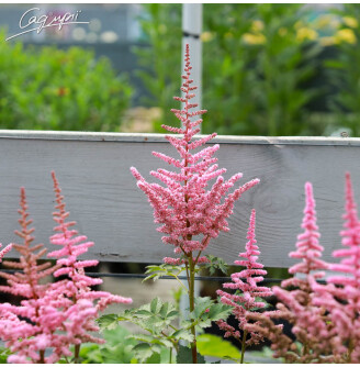 Астільба 'Lilac'