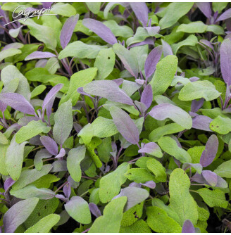 Шавлія лікарська 'Purpurascens'