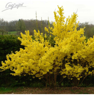 Форзиция средняя 'Lynwood'