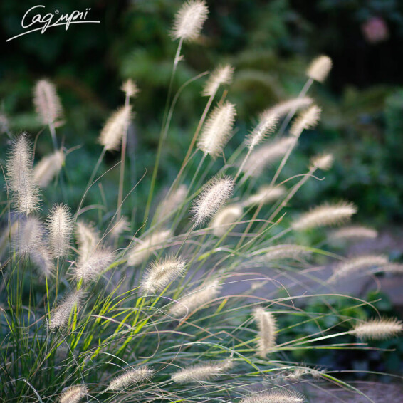 Перистощетинник волосистый - 7