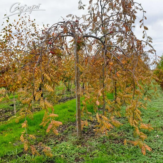 Рябина обыкновенная 'Pendula' #3, WRB 16--18 225-250 St. 200-225 - 4 Рябина обыкновенная 'Pendula' #3, WRB 16--18 225-250 St. 200-225 - 4