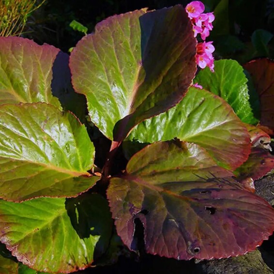 Бадан серцелистий 'Winterglut' - 6