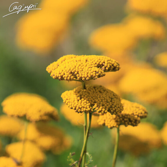 Тысячелистник таволговый 'Coronation Gold' - 1 Тысячелистник таволговый 'Coronation Gold' - 1