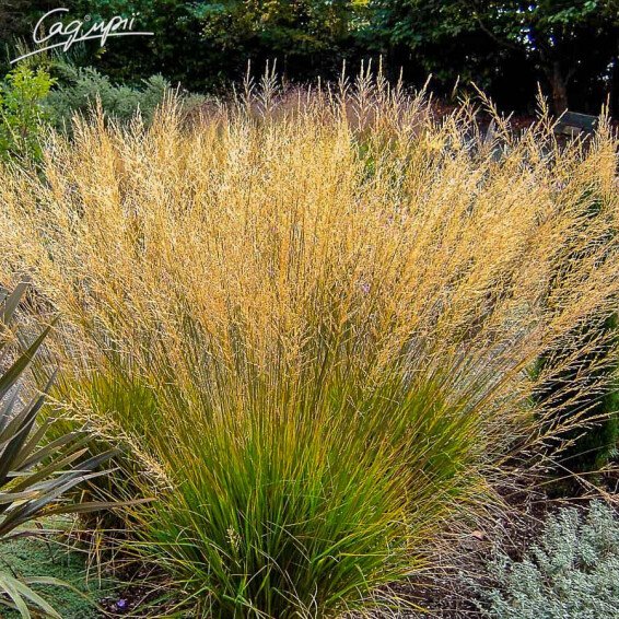 Молінія блактина 'Moorflamme' - 1