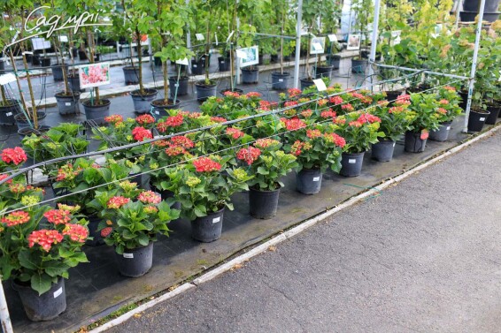 Гортензия крупнолистная 'Masja' - 6